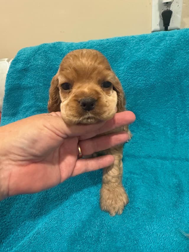 Cocker Spaniel Puppies media 10