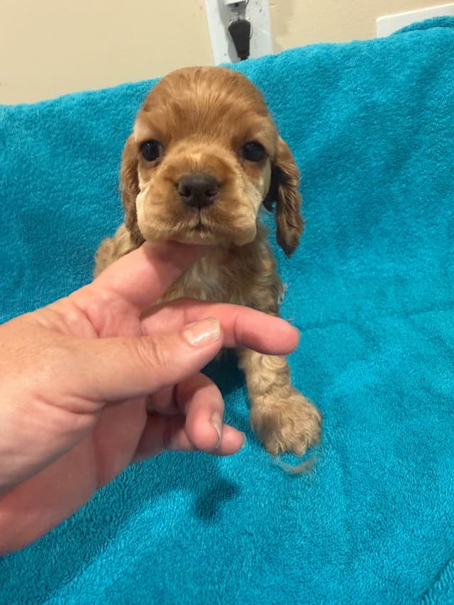 Cocker Spaniel Puppies media 12