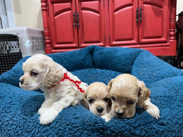 Cocker Spaniel Puppies media 3
