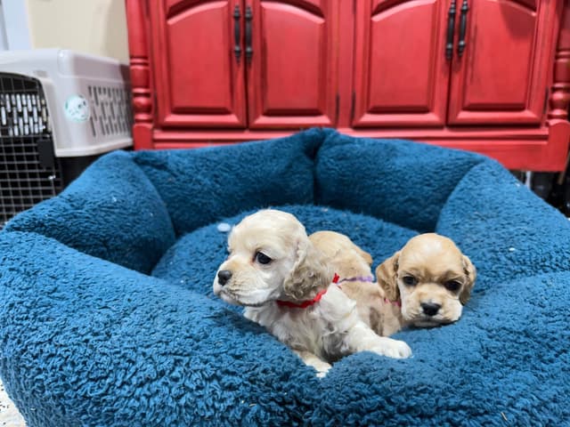Cocker Spaniel Puppies media 4