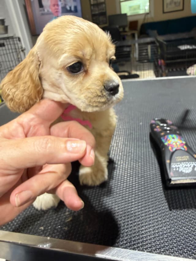 Cocker Spaniel Puppies media 6