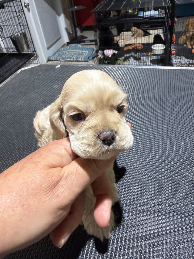 Cocker Spaniel Puppies media 7