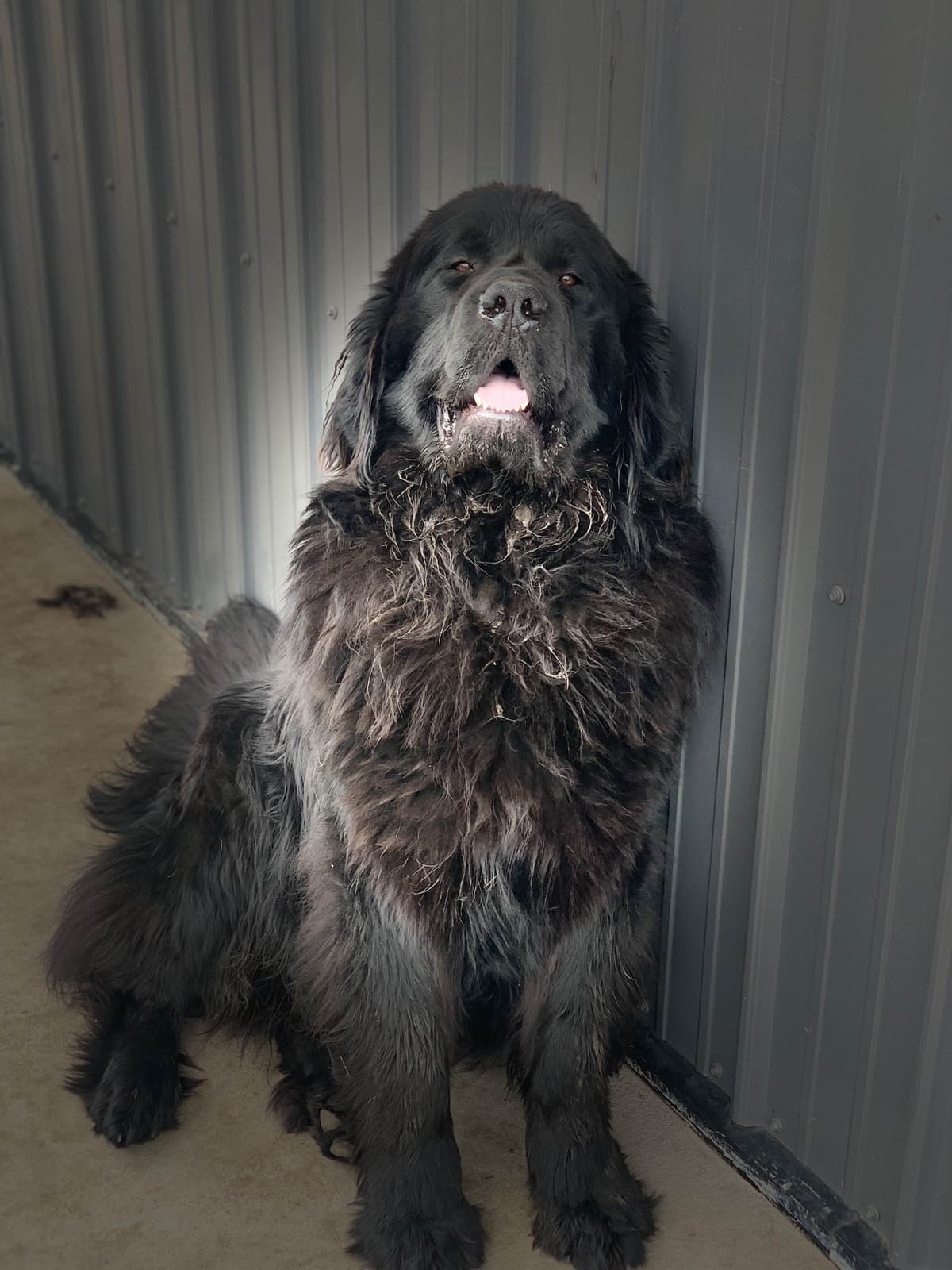 Newfoundland Puppies breeder image 8
