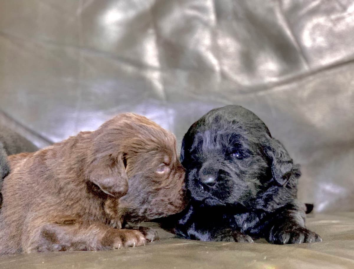 Newfoundland Puppies breeder image 30