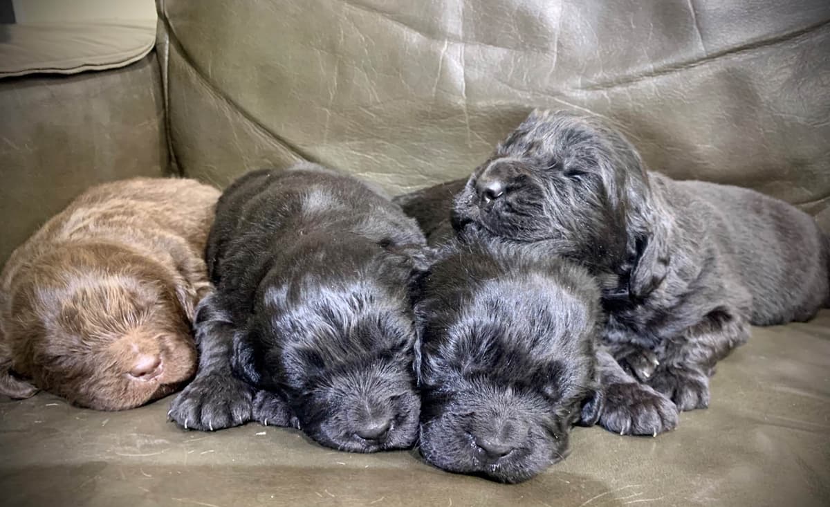 Newfoundland Puppies breeder image 23