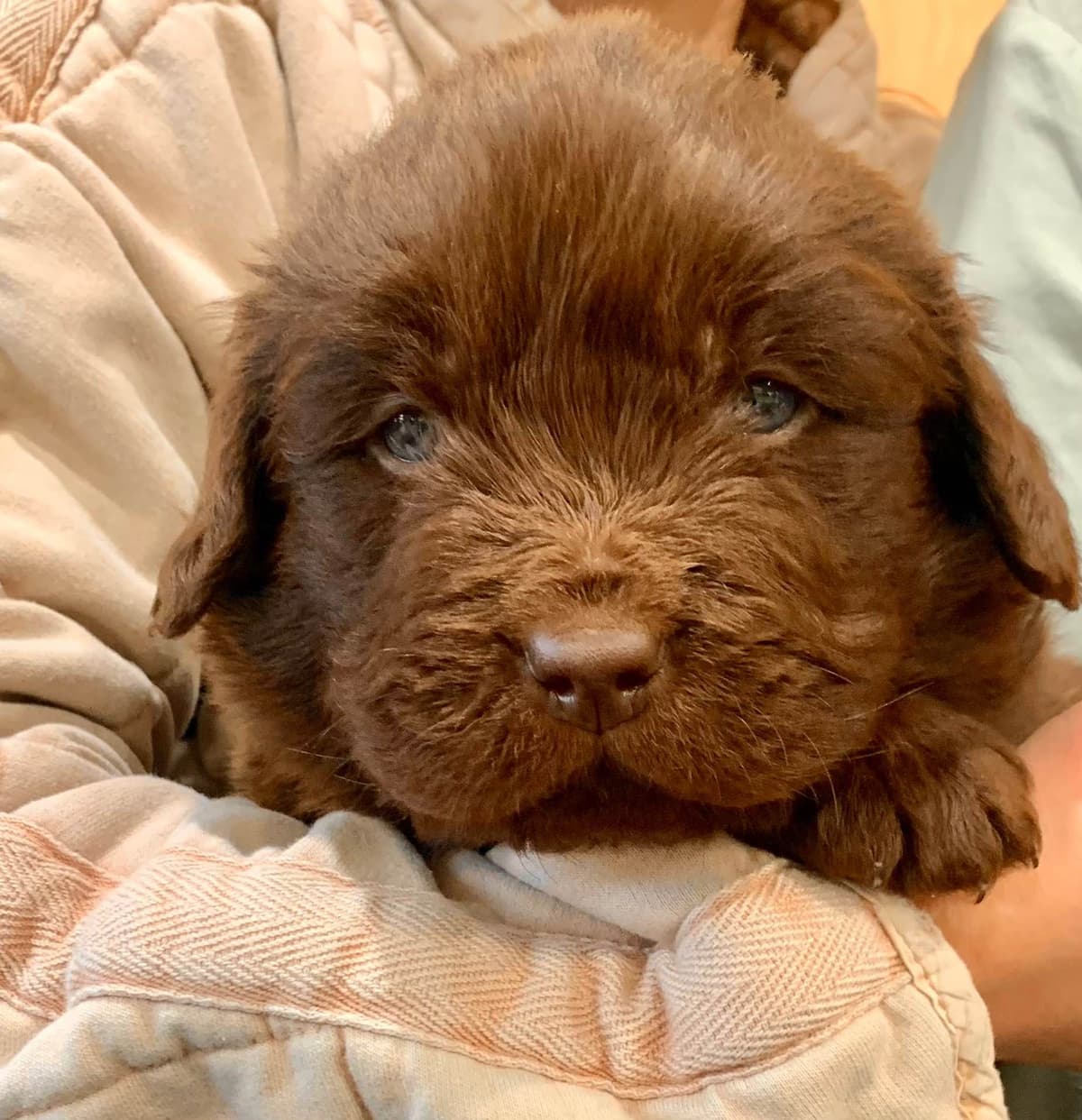 Newfoundland Puppies breeder image 11