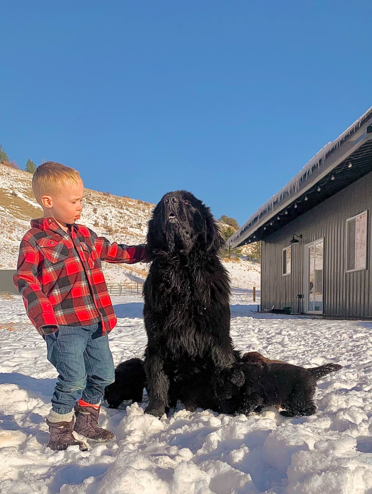 Newfoundland Puppies breeder image 10