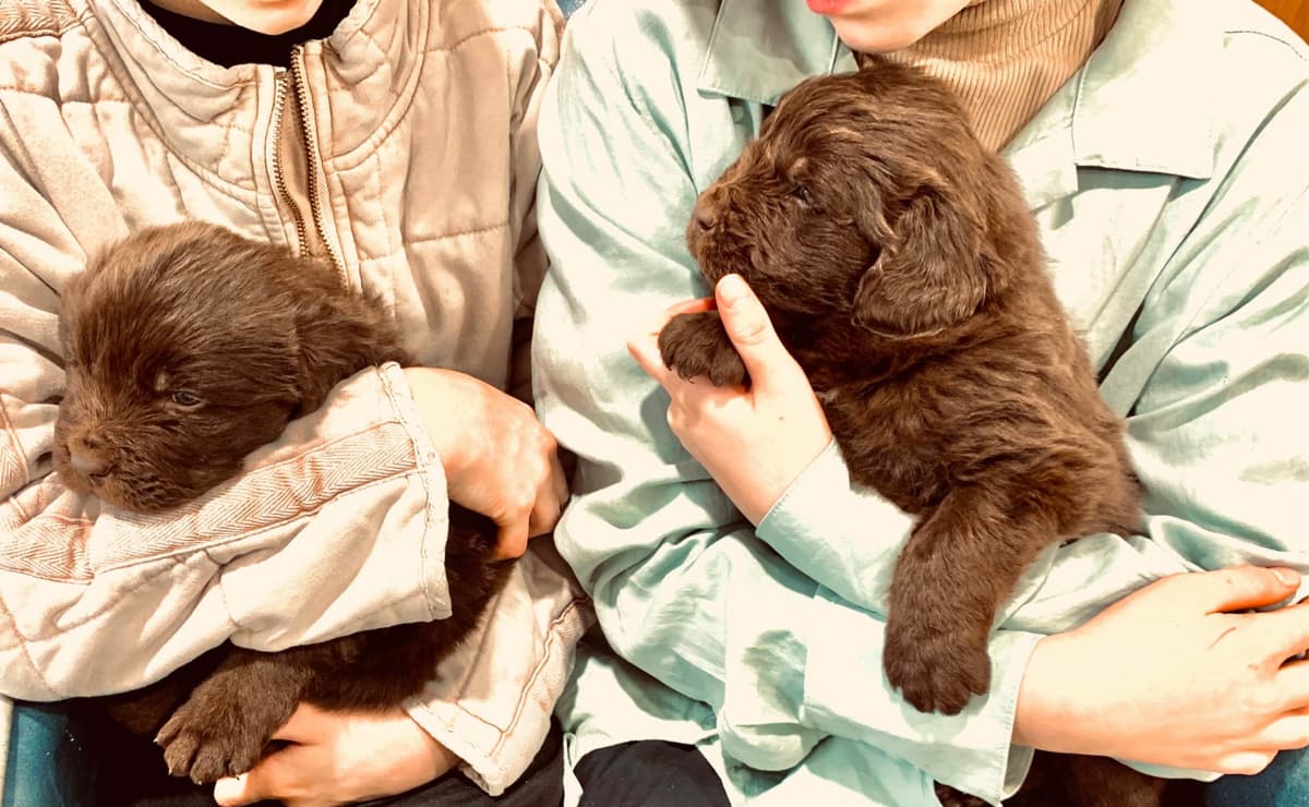 Newfoundland Puppies breeder image 19