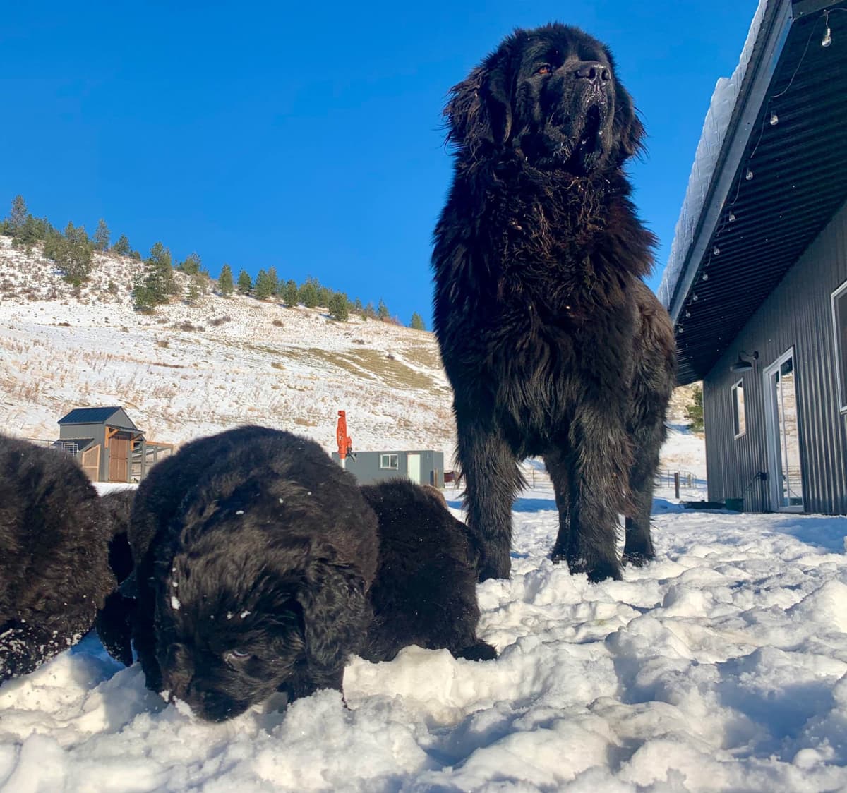 Newfoundland Puppies breeder image 12
