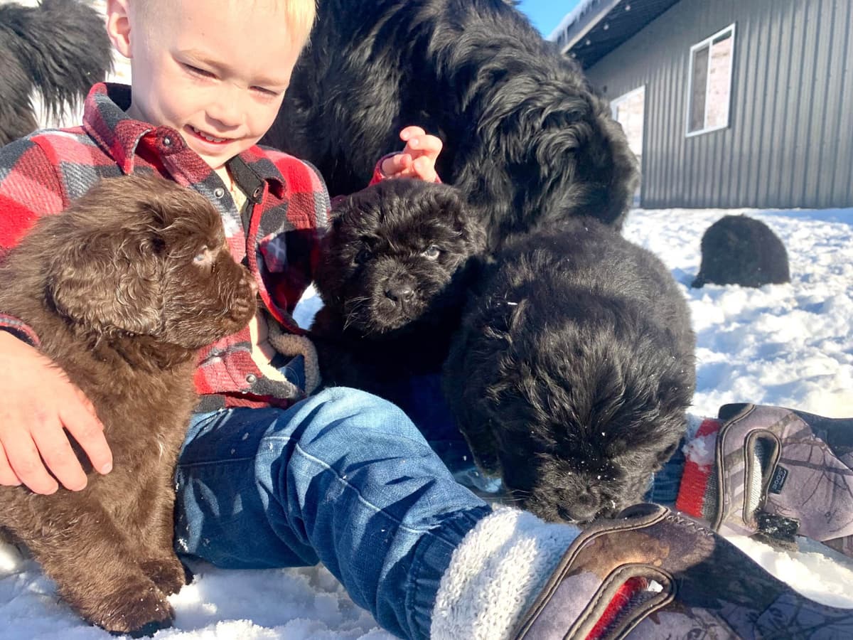 Newfoundland Puppies breeder image 18