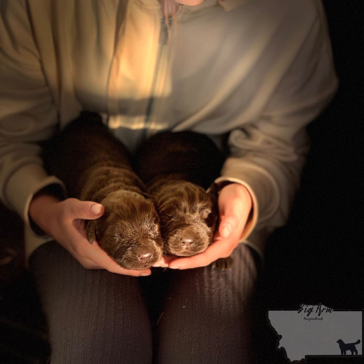 Newfoundland Puppies breeder image 4