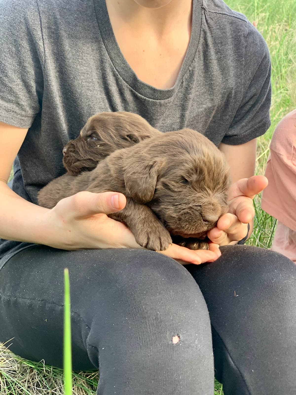 Newfoundland Puppies breeder image 29