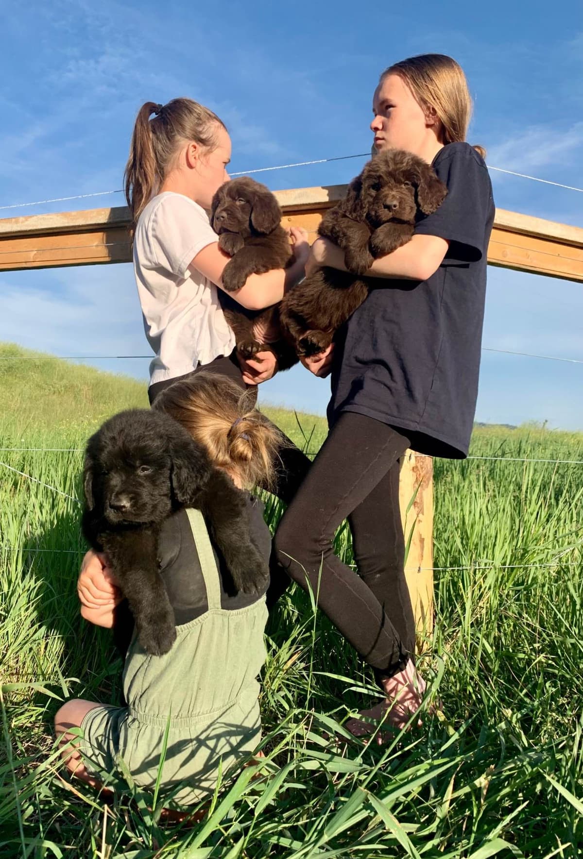 Newfoundland Puppies breeder image 26