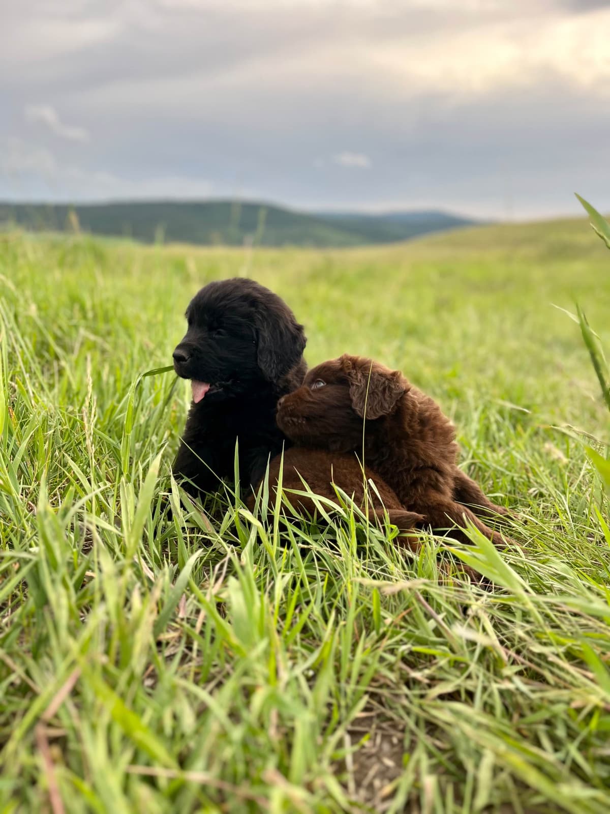 Newfoundland Puppies breeder image 1