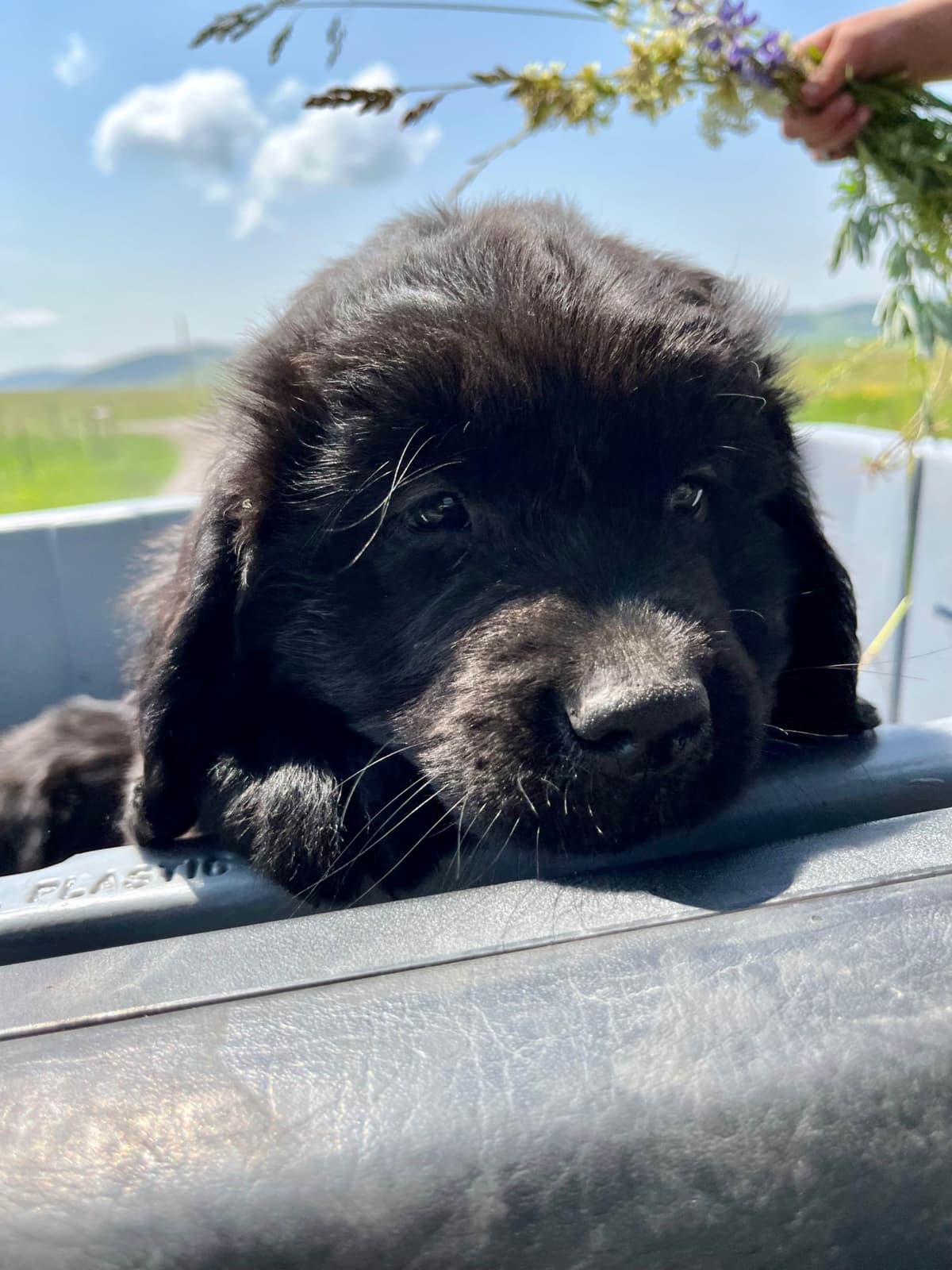 Newfoundland Puppies breeder image 14