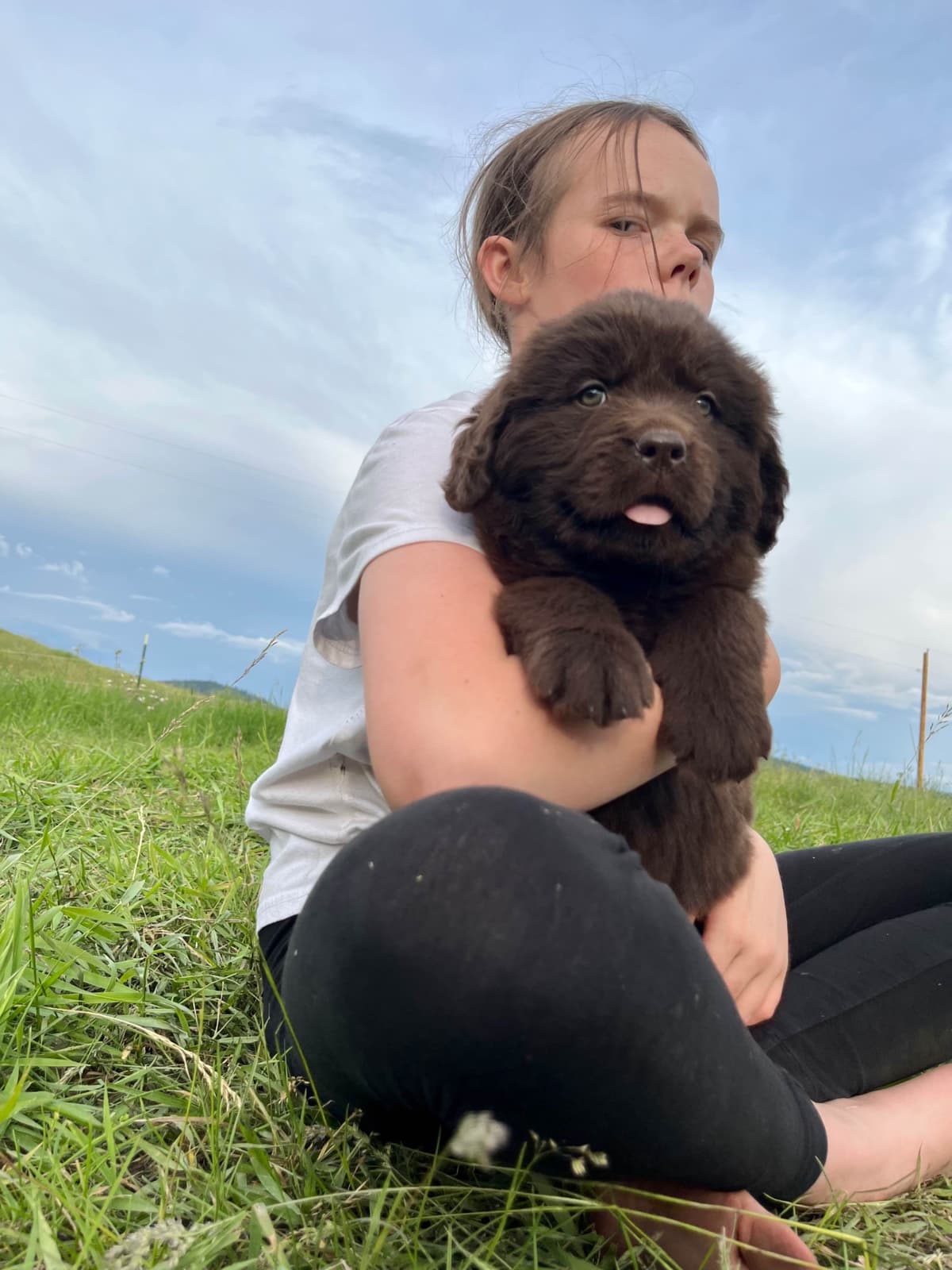 Newfoundland Puppies breeder image 16