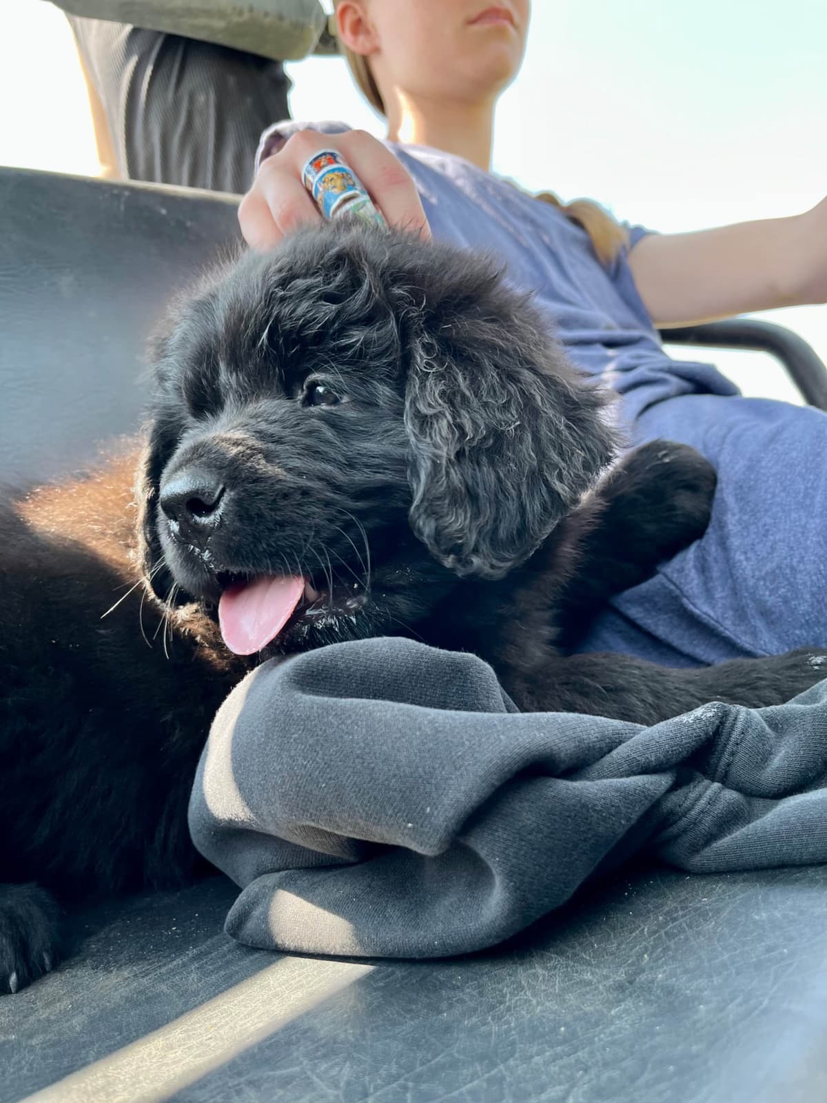 Newfoundland Puppies breeder image 17