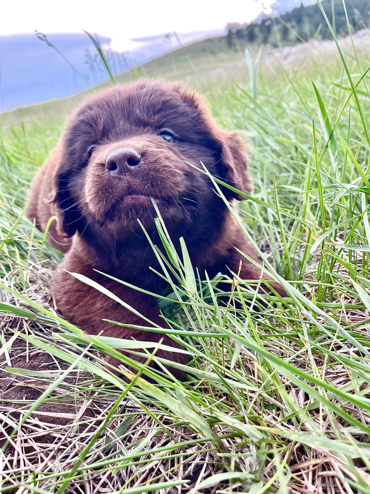 Newfoundland Puppies breeder image 5