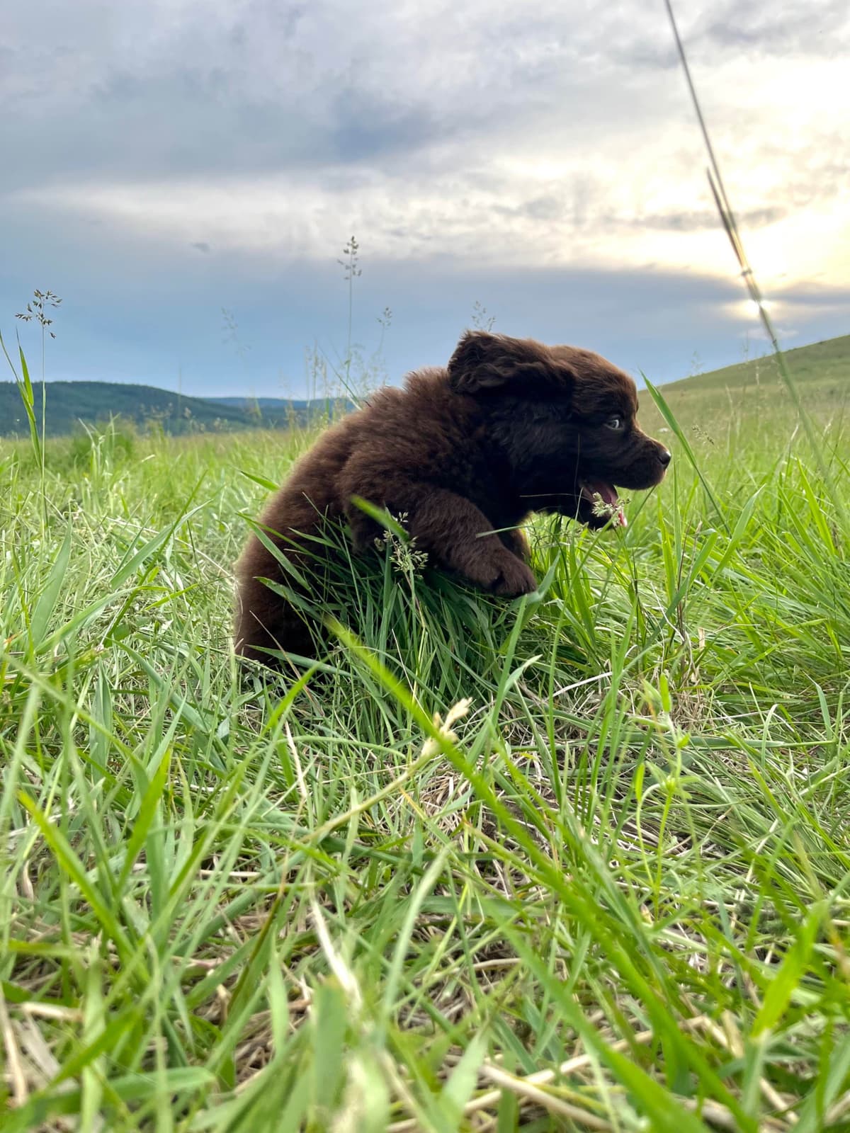 Newfoundland Puppies breeder image 21