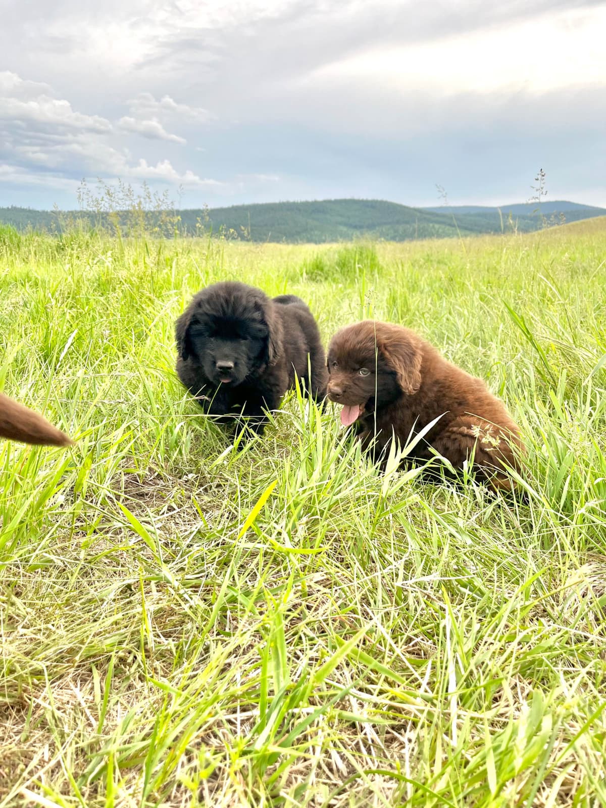 Newfoundland Puppies breeder image 22