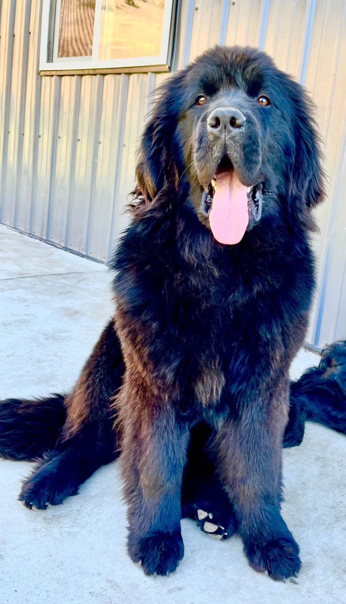 Newfoundland Puppies breeder image 20