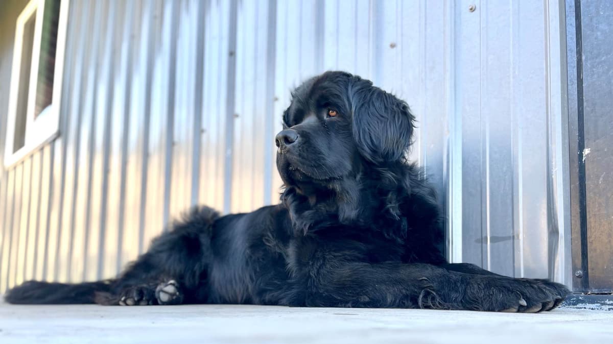 Newfoundland Puppies breeder image 7
