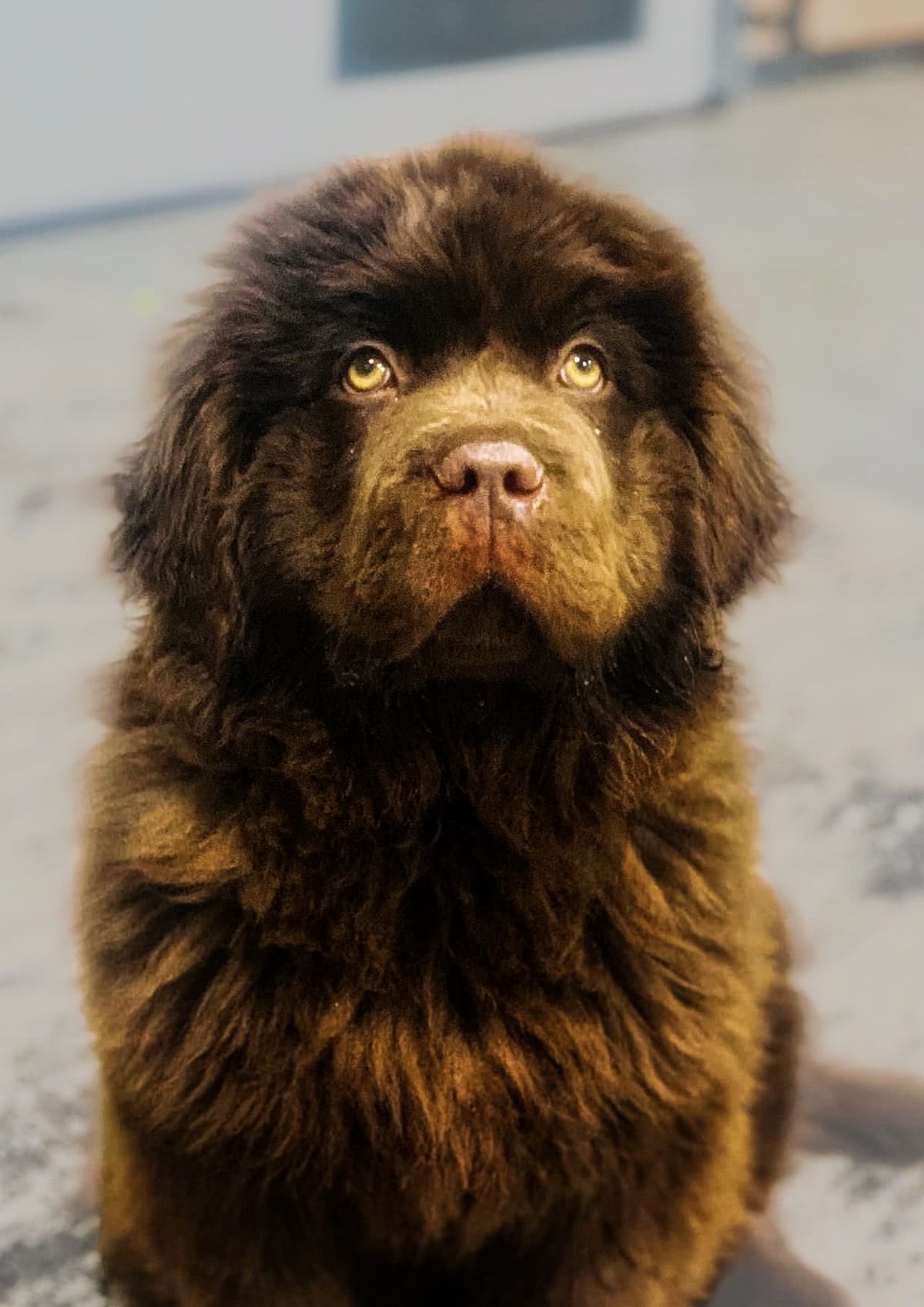 Newfoundland Puppies breeder image 28