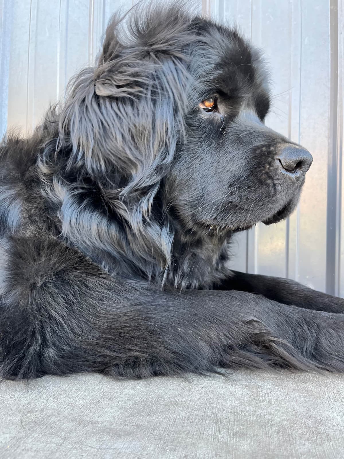 Newfoundland Puppies breeder image 9