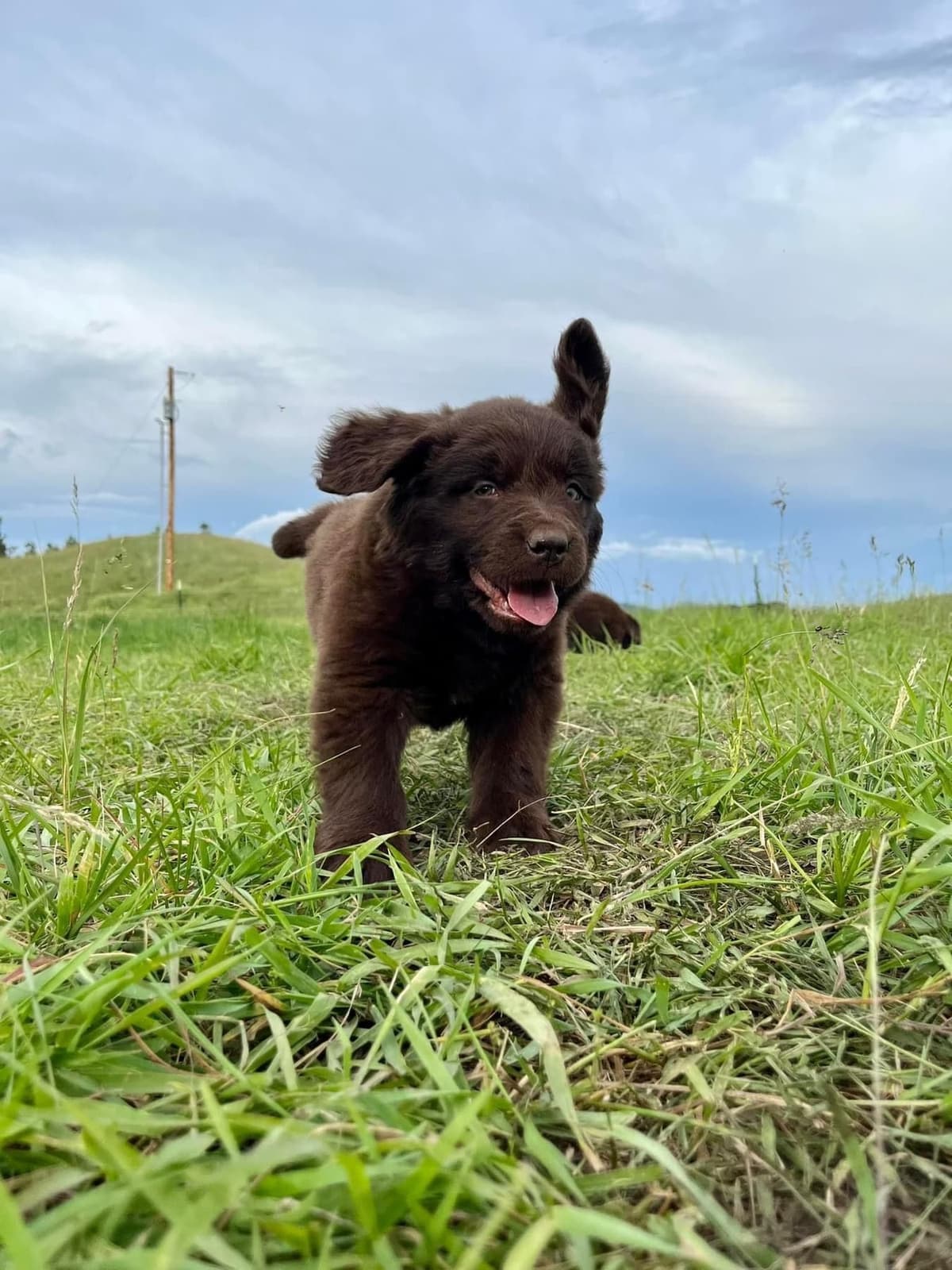Newfoundland Puppies breeder image 15