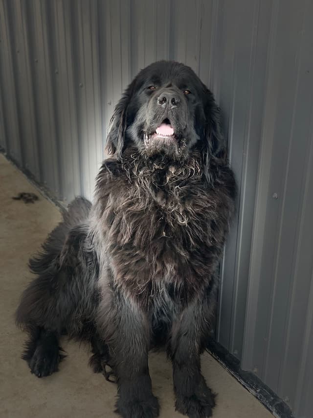 Newfoundland Puppies media 2