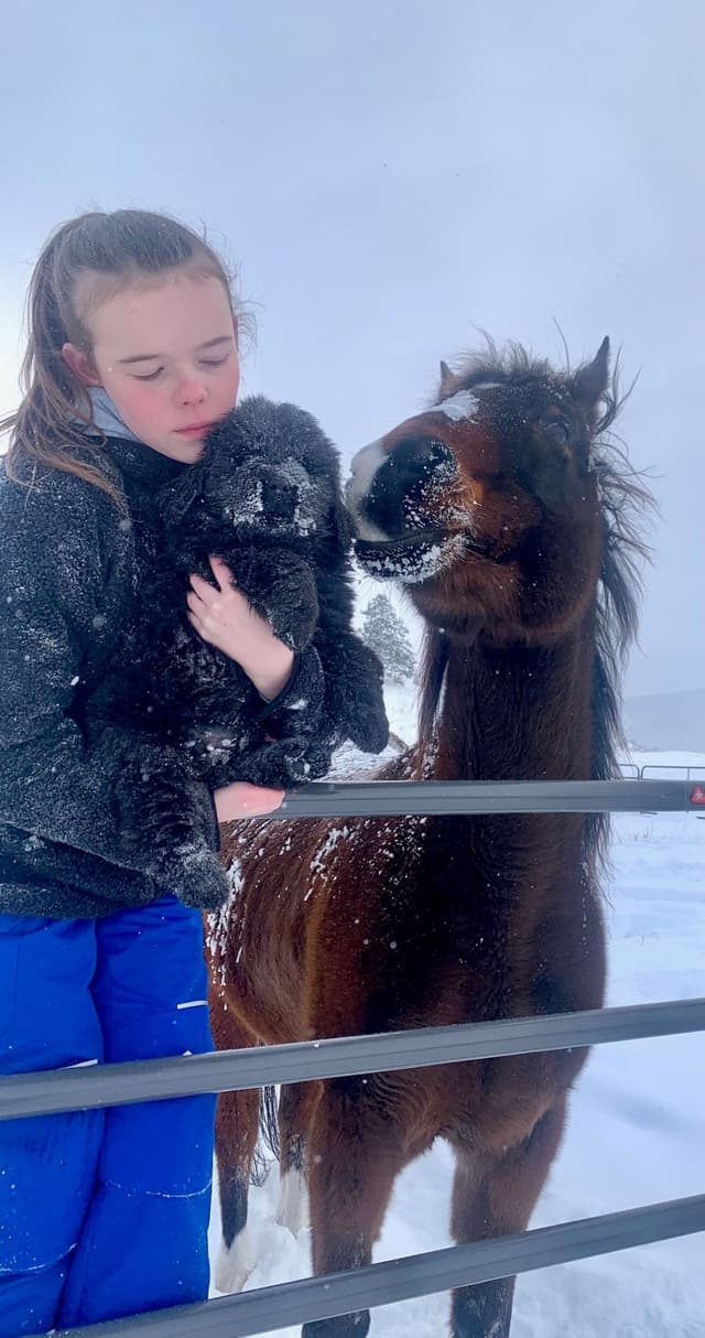 Newfoundland Puppies media 3