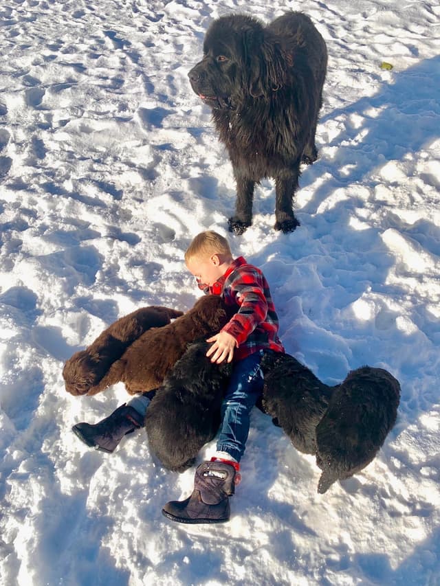 Newfoundland Puppies media 4