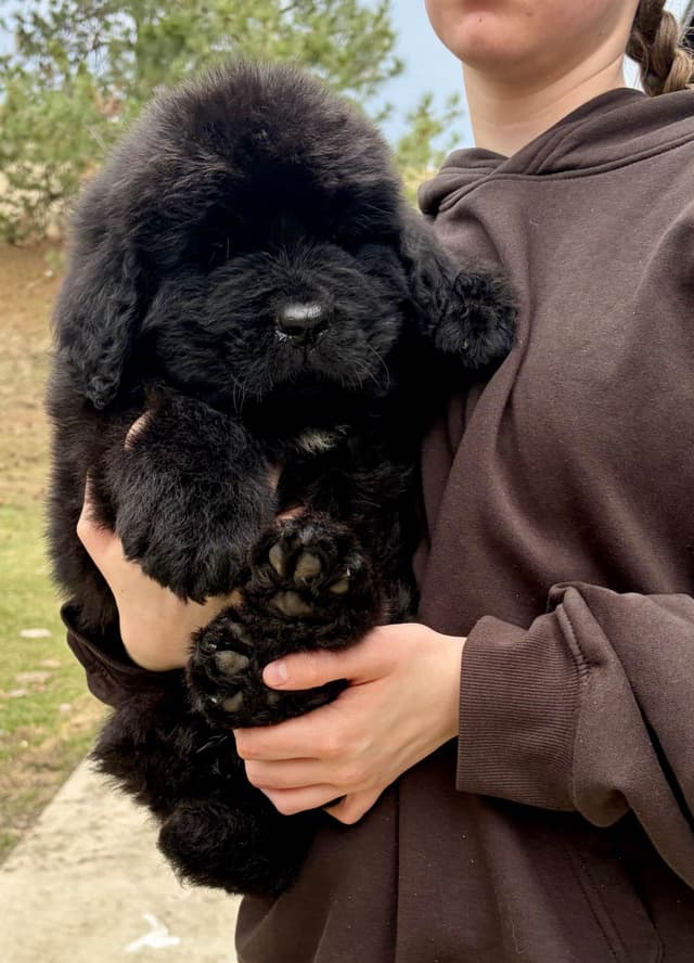 Newfoundland Puppies media 5