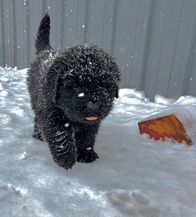 Newfoundland Puppies media 6