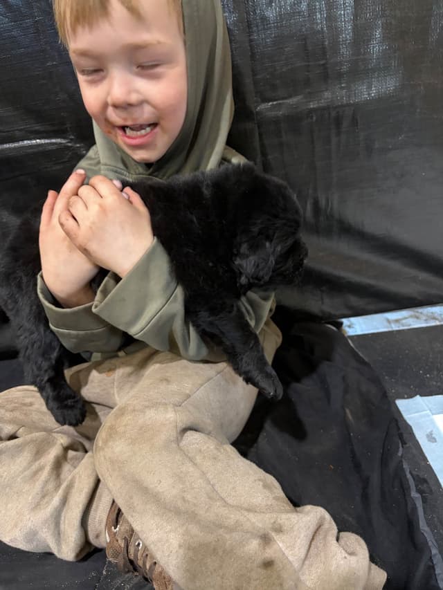 Newfoundland Puppies media 7