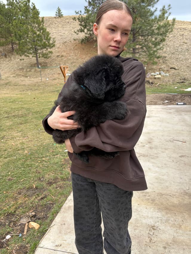 Newfoundland Puppies media 8