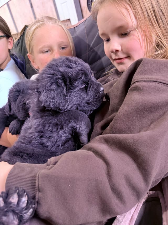 Newfoundland Puppies media 9