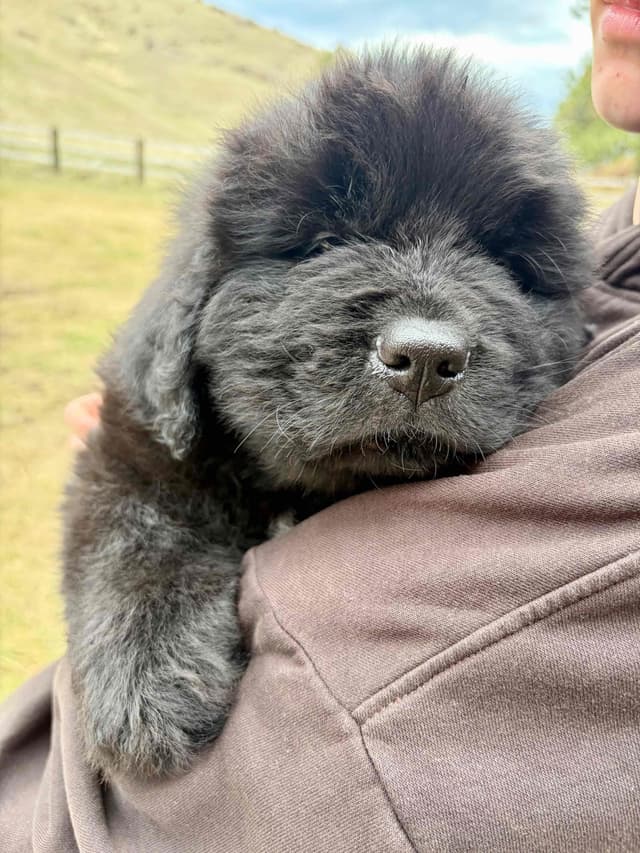 Newfoundland Puppies media 10