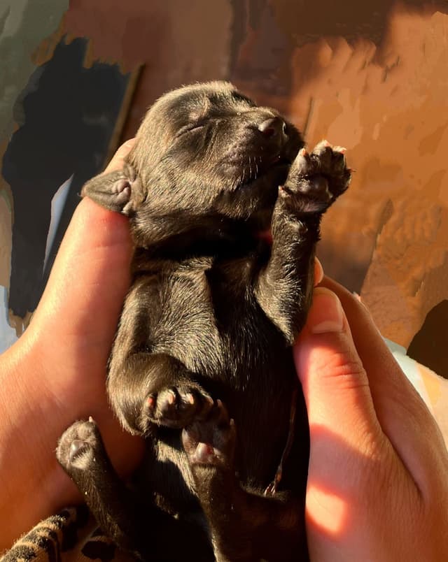 Newfoundland Puppies media 11