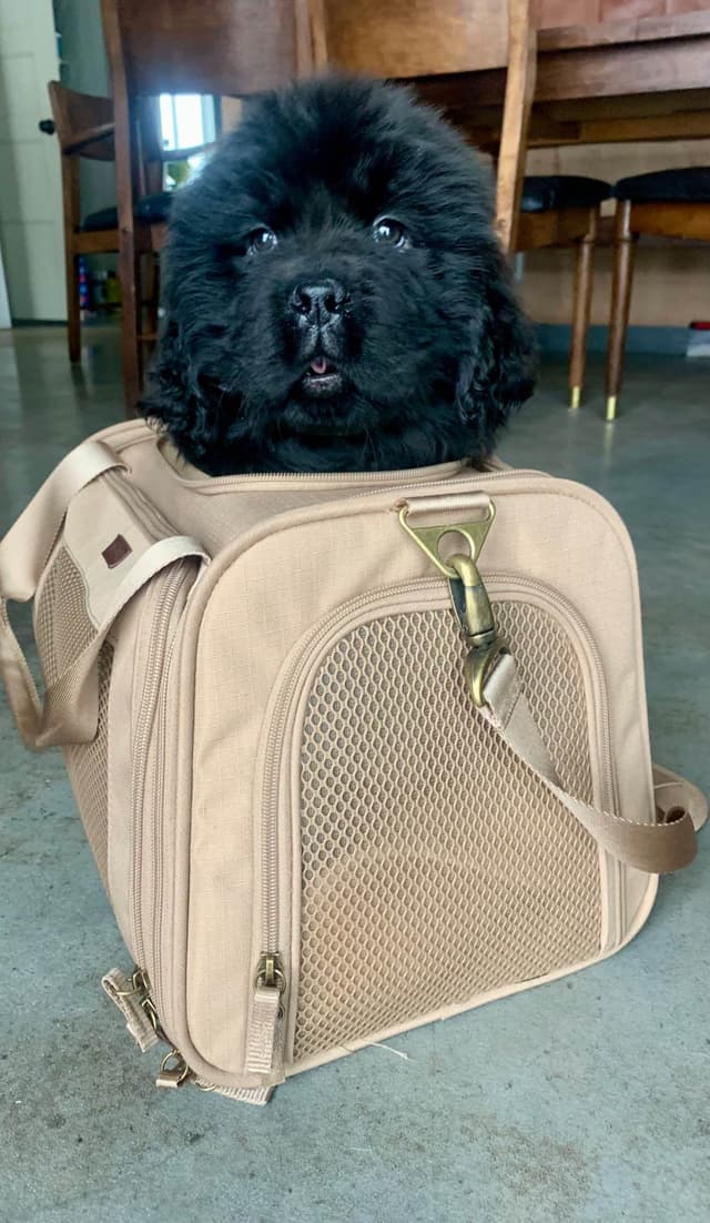 Newfoundland Puppies media 12