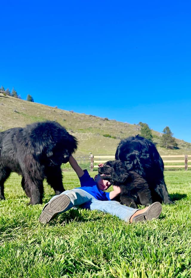 Newfoundland Puppies media 13