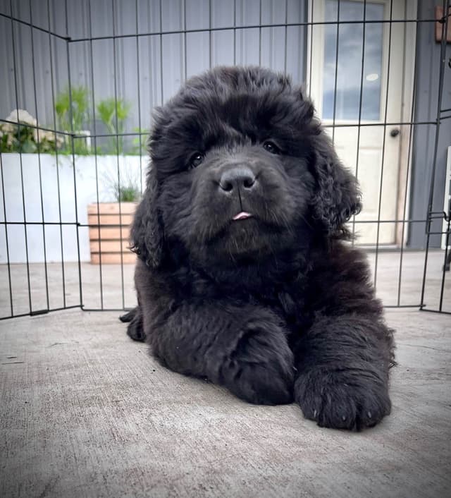 Newfoundland Puppies media 14