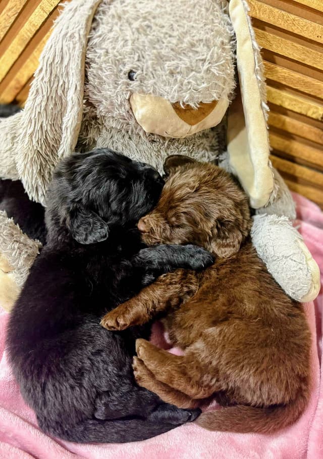 Newfoundland Puppies media 15