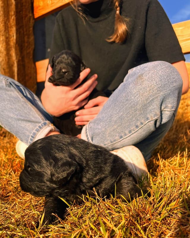 Newfoundland Puppies media 16