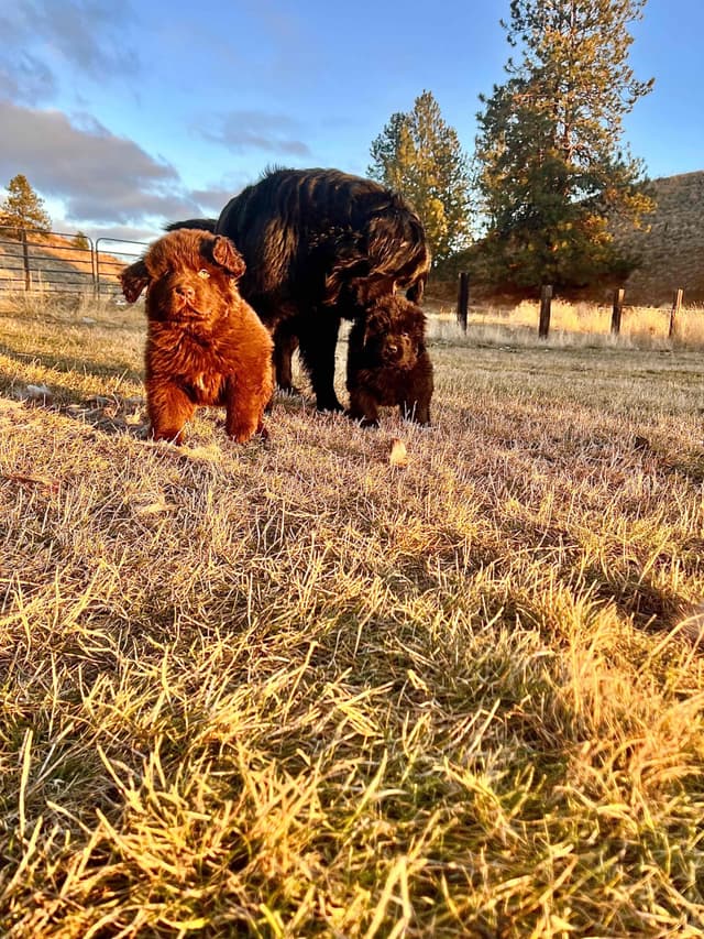 Newfoundland Puppies media 17