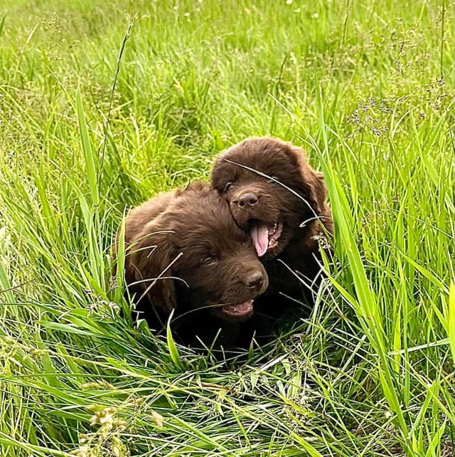 Newfoundland Puppies media 18