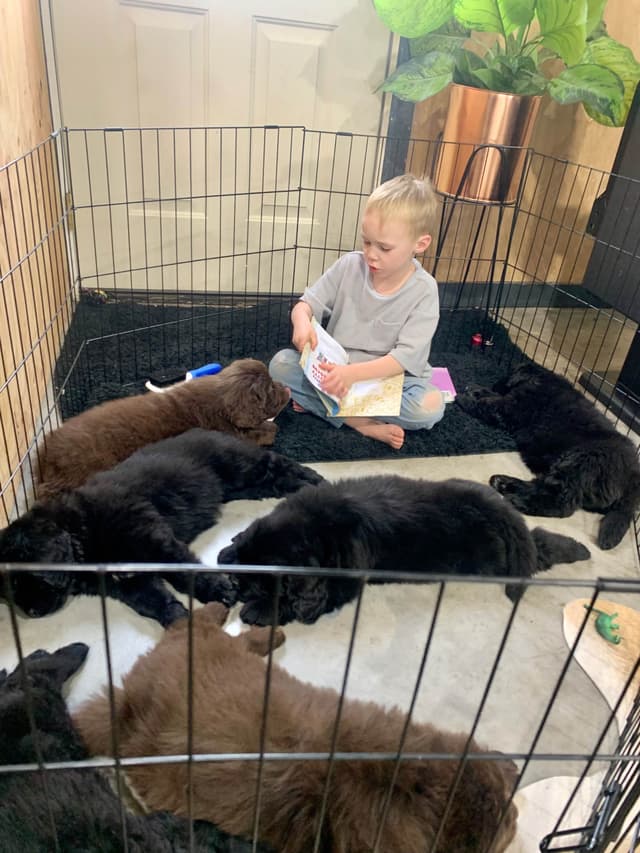 Newfoundland Puppies media 19