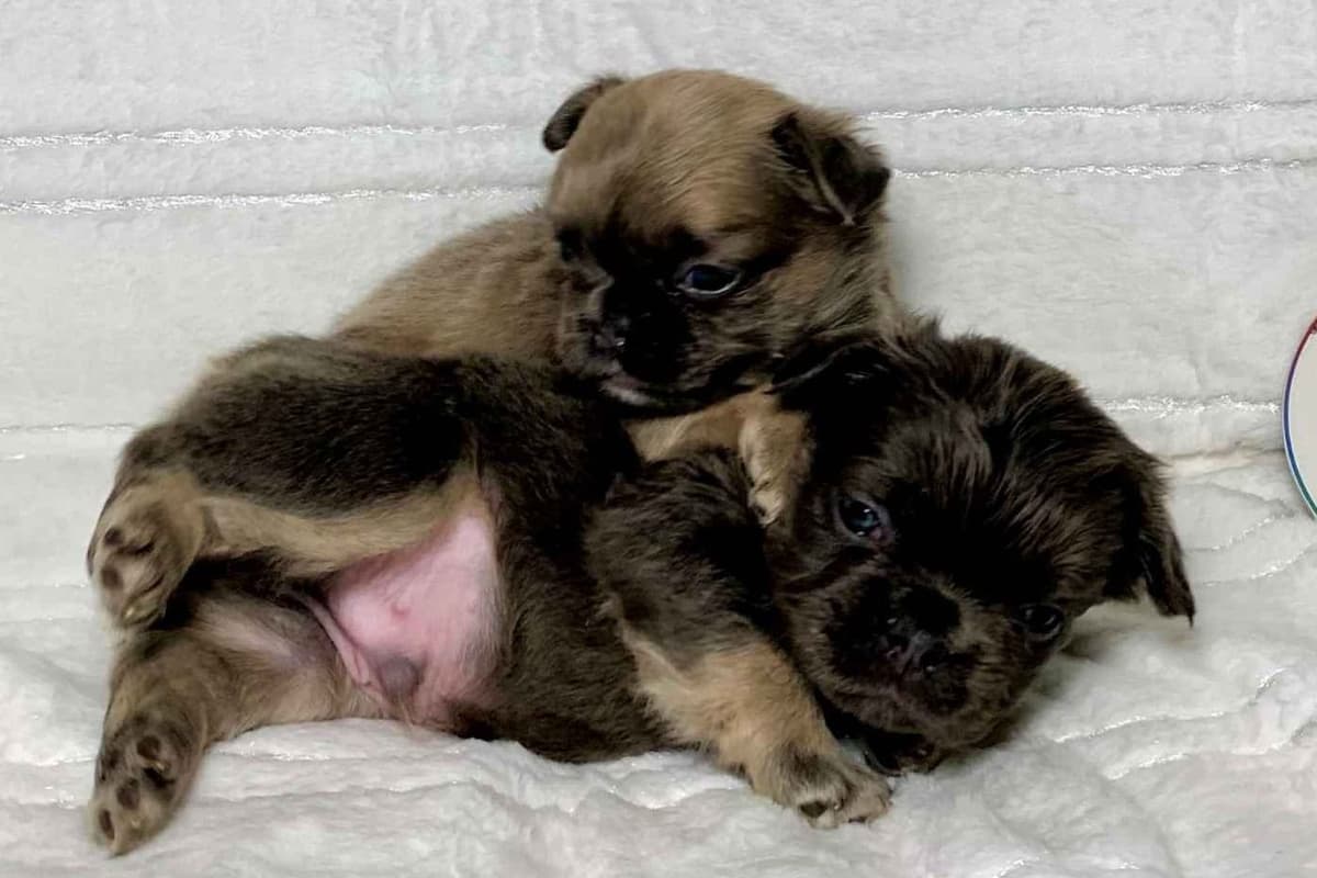 Red Toy Poodle Puppies breeder image 3