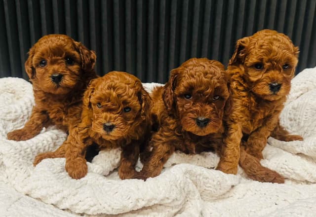 Red Toy Poodle Puppies media 2