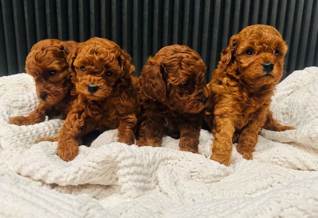 Red Toy Poodle Puppies media 3